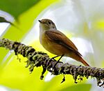 Archivo:Neopipo cinnamomea - Cinnamon neopipo