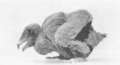 NovitatesZoologicae18 532 Gypaetus barbatus nestling