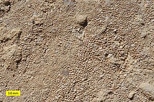 Archivo:Ooids Carmel Formation Jurassic