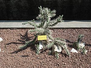 Archivo:Opuntia recondita-2010 Pisa