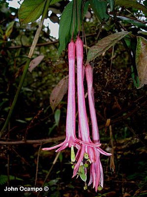 Archivo:Passiflora trinervia (Juss.) Poir.