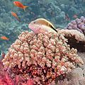 Pez halcón de cabeza moteada (Paracirrhites forsteri) sobre un coral (Pocillopora verrucosa), parque nacional Ras Muhammad, Egipto, 2022-03-29, DD 59