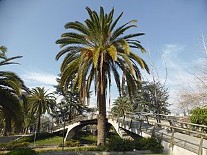 Archivo:Phoenix canariensis, o palma canaria, en la Plaza Pedro de Valdivia, en la comuna de Providencia, en Santiago de Chile