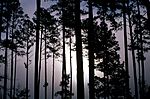 Archivo:Pinus taeda1