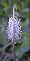 Plantago-media