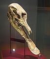 Platybelodon grangeri