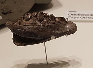 Archivo:Qantassaurus intrepidus jaw