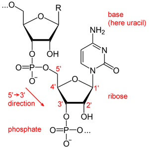 Archivo:RNA chemical structure