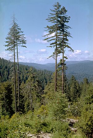 Archivo:Redwood National Park REDW9343