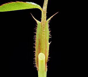 Archivo:Rose stipule ies