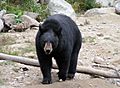 Schwarzbär-Omega Park
