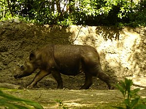 Archivo:Sumatran Rhinoceros - Rapunzel