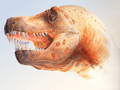 T. rex infection
