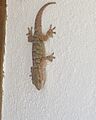 Tarentola mauritanica