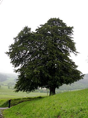 Taxus baccata tree.jpg
