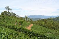 Archivo:Tea plantation Haputale