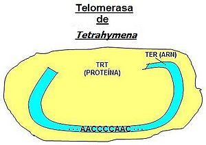 Archivo:Telomerasa Tetrahymena
