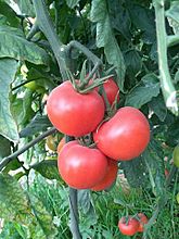 Tomate sous serre