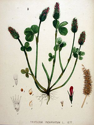 Archivo:Trifolium incarnatum — Flora Batava — Volume v20