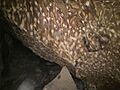 Xoxafi leopard2