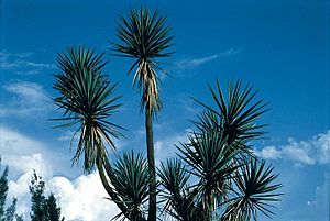 Archivo:Yucca jaliscensis fh 0390 MEX BB