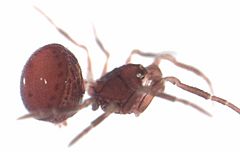 Zealanapis para Niños