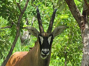 Archivo:Zoom tete d'hippotrague