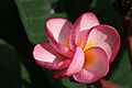 ลีลาวดี ( Plumeria spp. ) (30)