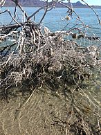 2017 enero 12 los restos de redes de pescar matan los mangles de Isla Tiburón