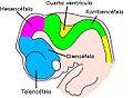 6 week embryo brain esp