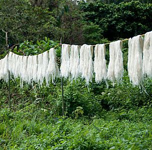 After the fibre from the pineapple leaves is decorticated and washed the farmers hang it up to dry