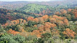 Amapolas-jobanas.jpg