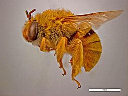 Amegilla (Asaropoda) bombiformis Lateral view - female.jpg