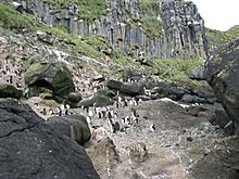 Archivo:Antipodes Penguin