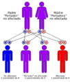 Autorecessive-es