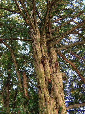 Archivo:Barlind - tree