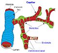 BarrHematEncef estructura Perivascular