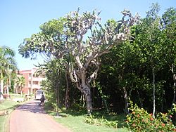 Cactus 01.JPG