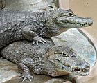 Archivo:Caiman crocodilus pair