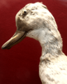 CamptorhynchusLabradoriusMale(CloseUp)-RedpathMuseumMontreal-June6-08