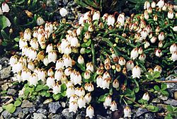 Cassiope lycopodioides 'Beatrice Lilley' 1.jpg