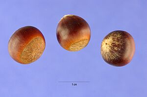 Archivo:Castanea pumila nsh-1a