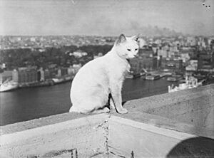 Archivo:Cat , South-East pylon, Sydney Harbour Bridge, 1951
