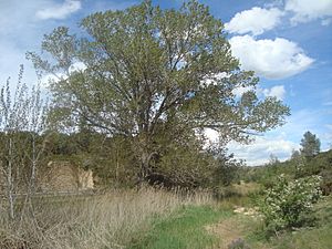 Archivo:Chopo negro de l’Assut, Árbol Monumental de Vilanova d’Alcolea