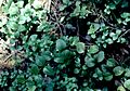 Clinopodiumdouglasii