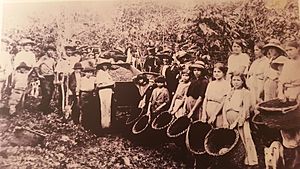 Archivo:Cogedores de café. Costa Rica