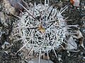 Coryphantha pseudoechinus? (5700361034)