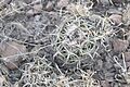 Coryphantha tripugionacantha 1