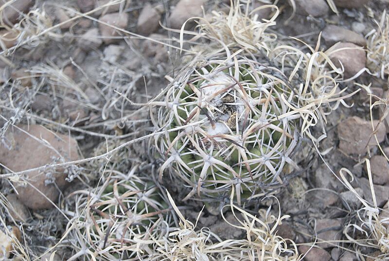 Coryphantha tripugionacantha 1