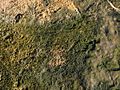 Cyanobacterial-algal mat